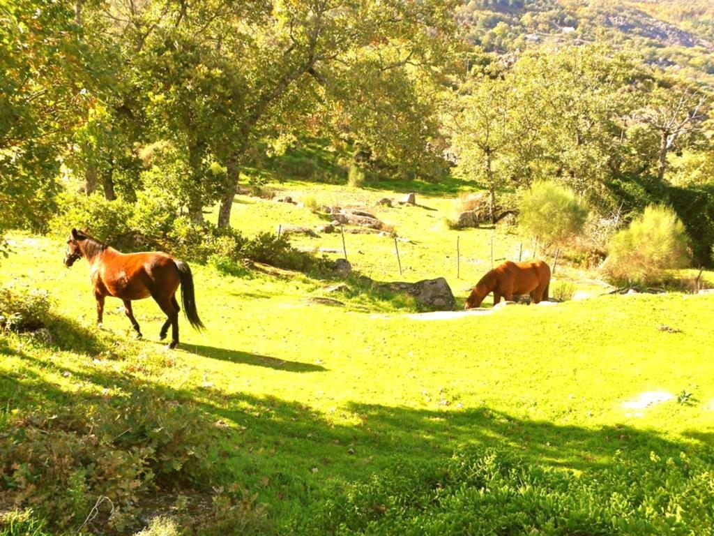Quinta Do Marvao Guest House Room photo